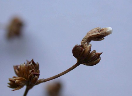 Coleophora taeniipennella