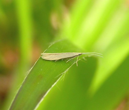 Adult &bull; Church Wood, Kent &bull; &copy; Francis Solly
