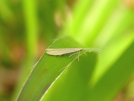 Coleophora sylvaticella