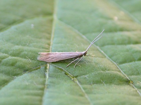 Coleophora sylvaticella