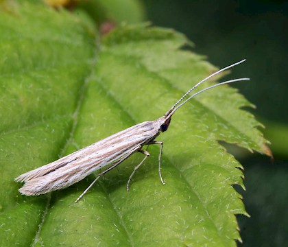 Adult &bull; Havant Thicket, Hants., reared from larva &bull; &copy; Keith Tailby