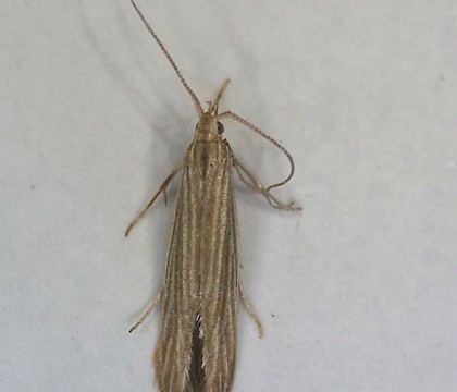 Adult &bull; Earith, Hunts; gen. det. B. Dickerson &bull; &copy; David Griffiths