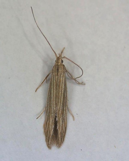 Coleophora therinella