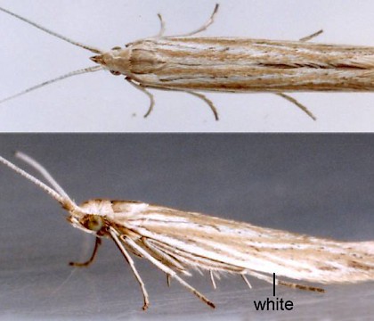 Adult &bull; Ex larva on Aster tripolium. Cheshire. &bull; &copy; Ian Smith