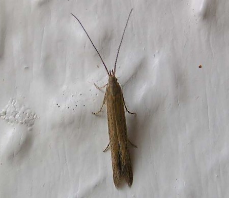 Coleophora saxicolella