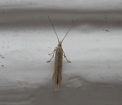 Adult &bull; Harlech, Gwynedd &bull; &copy; Helen Bantock