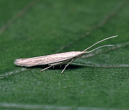 Adult &bull; Sandy, Bedfordshire &bull; &copy; Charles Baker