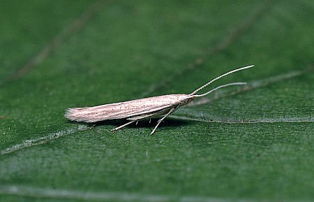 Coleophora versurella