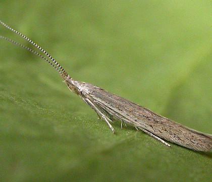 Adult &bull; Ipswich, Suffolk &bull; &copy; Paul Kitchener