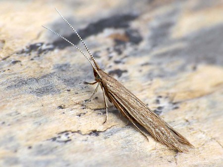 Coleophora atriplicis