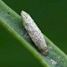 Larva • Gann Estuary, Pembrokeshire • © Patrick Clement