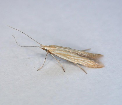 Adult &bull; Earith, Hunts; gen. det. B. Dickerson &bull; &copy; David Griffiths