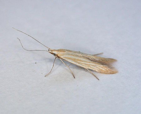 Coleophora artemisicolella