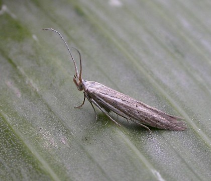 Adult &bull; Dungeness, Kent &bull; &copy; John Knowler