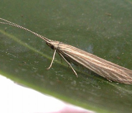 Adult &bull; Ripon, N. Yorks &bull; &copy; Charles Fletcher