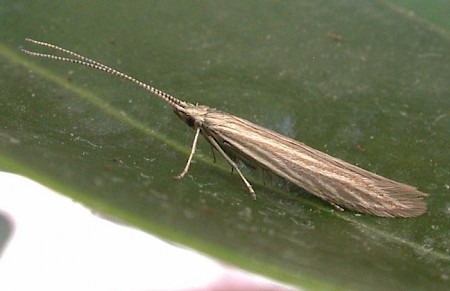 Coleophora peribenanderi