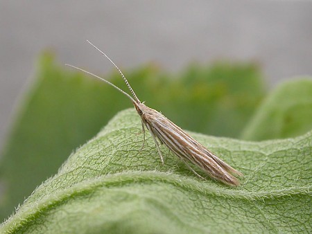 Coleophora ramosella