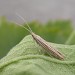 Adult • Blean Woods, Kent. Reared from larva • © Francis Solly