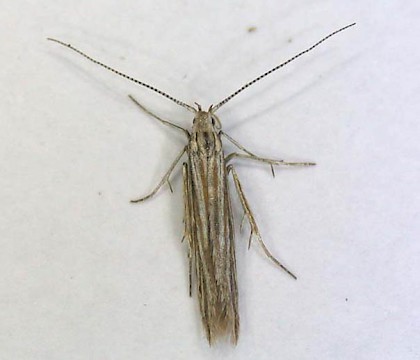 Adult &bull; Earith, Hunts; gen. det. B. Dickerson &bull; &copy; David Griffiths