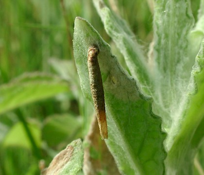 Larval case &bull; &copy; Ian Thirlwell