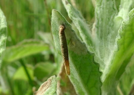 Coleophora inulae