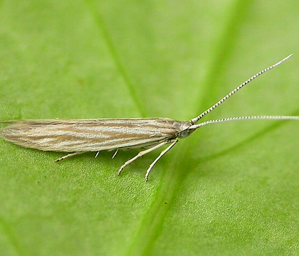 Adult &bull; Chorlton, Gtr. Manchester &bull; &copy; Ben Smart