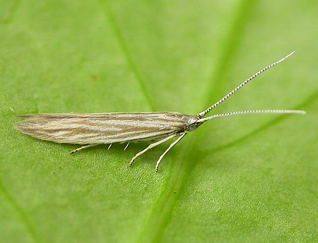 Coleophora striatipennella