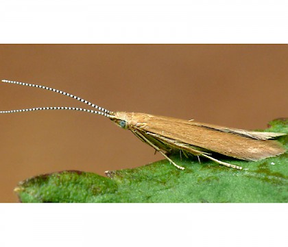 Adult &bull; &copy; Oliver Wadsworth