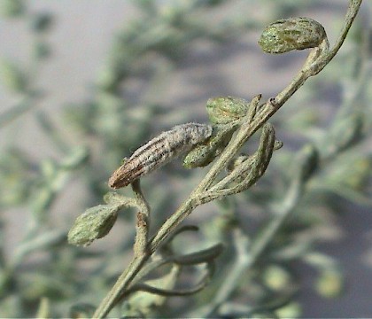 Larval case &bull; North Norfolk &bull; &copy; Lee Gregory