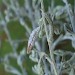 Larval case • North Norfolk • © Lee Gregory