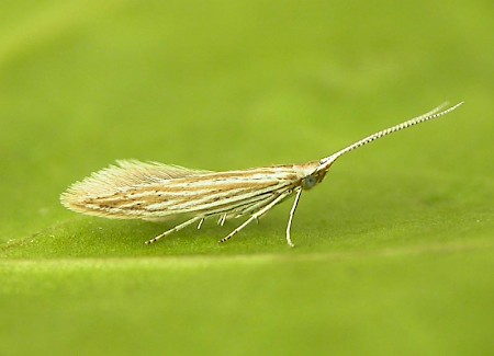 Coleophora argentula