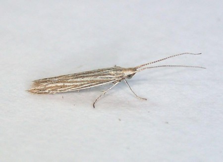 Coleophora argentula