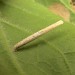 Larva • On hemp agrimony (Eupatorium cannabinum), Branscombe, Devon 14 June 2003 • © John Walters