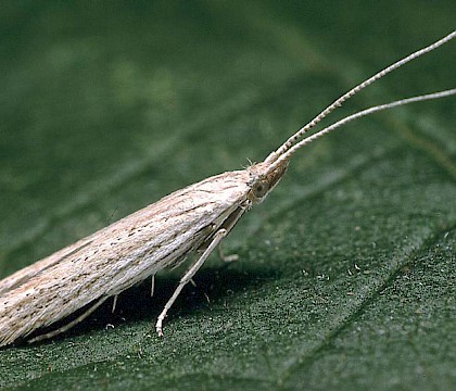 Adult &bull; Studham, Bedfordshire &bull; &copy; Charles Baker