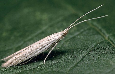 Coleophora adspersella