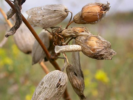 Coleophora nutantella