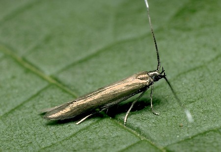 Coleophora paripennella