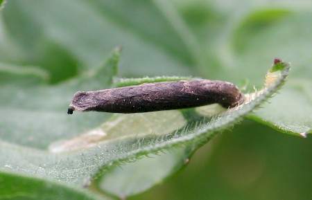 Coleophora paripennella