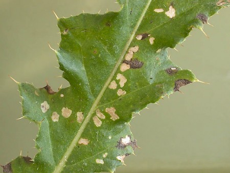 Coleophora paripennella