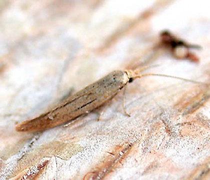 Adult &bull; Broadholme , Lincolnshire, July &bull; &copy; Martin Gray