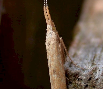 Adult &bull; Guernsey, Channel Islands. &bull; &copy; Mark Lawlor