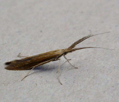 Adult &bull; S.W. France &bull; &copy; Graham Wenman