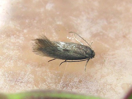 Perittia obscurepunctella