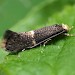 Adult • Uffmoor Wood, Worcestershire. Ex. mine in Deschampsia cespitosa • © Patrick Clement