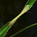 Larval mine • Wyre Forest, Worcestershire. on Luzula sylvatica • © Patrick Clement