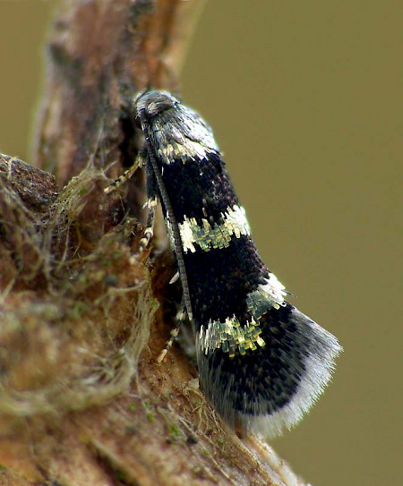 Elachista gleichenella