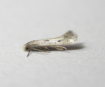 Elachista biatomella