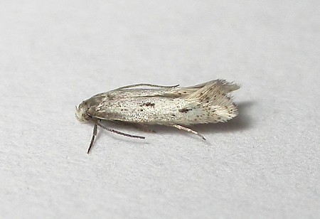 Elachista biatomella