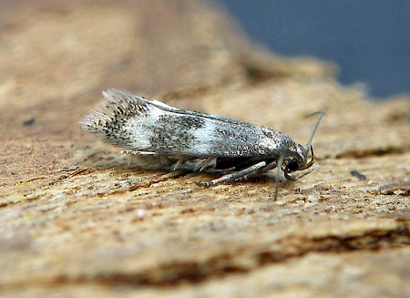 Elachista kilmunella