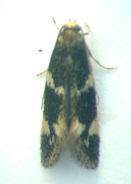 Elachista apicipunctella